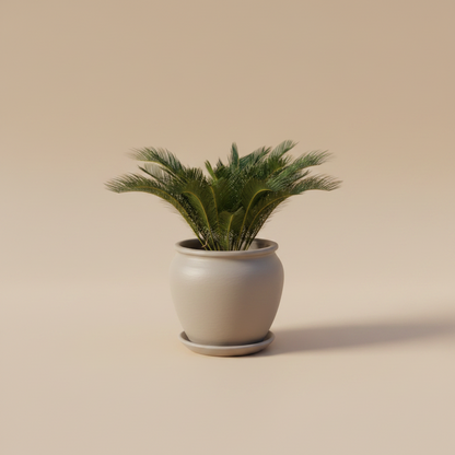Cycas - Plantcultcairo