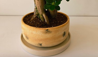 Bowl Planter