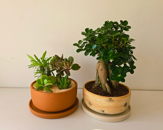 Potted Bowl Planter