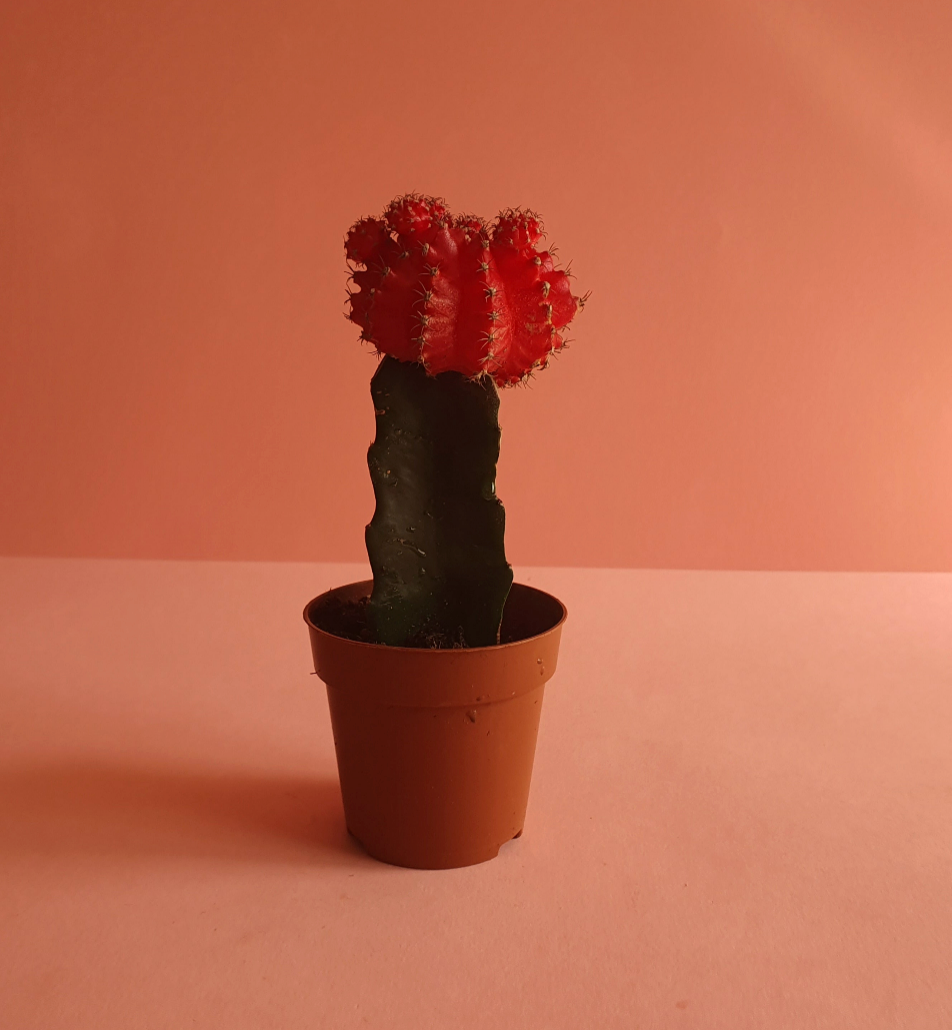 Moon cactus, imported