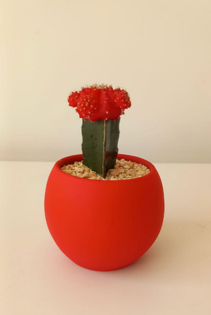 Moon cactus, imported