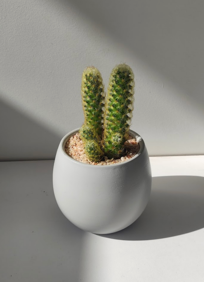 Mammillaria elongata