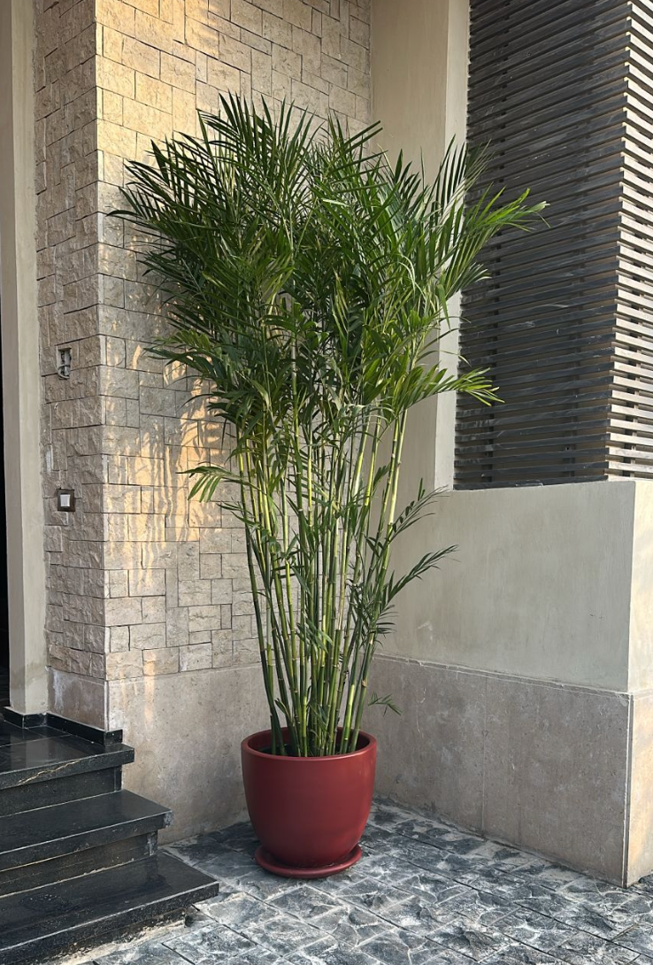 Chamaedorea Palm