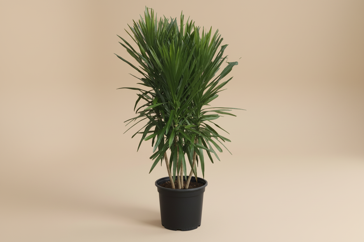 Outdoor Draceana - Plantcultcairo