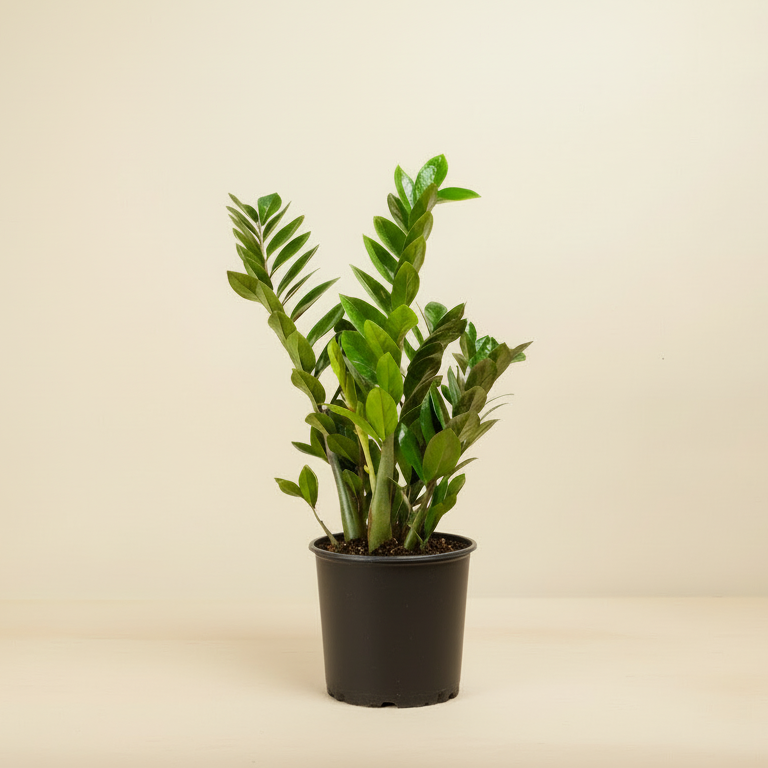 ZZ Plant - Plantcultcairo