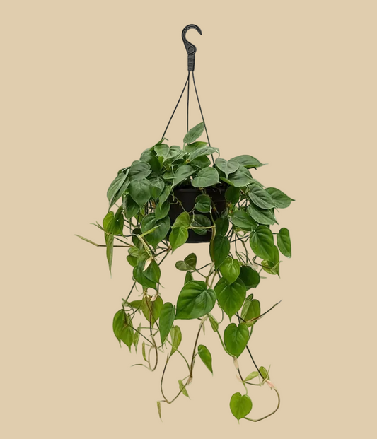 Philodendron Heart-leaf  Hang - Plantcultcairo