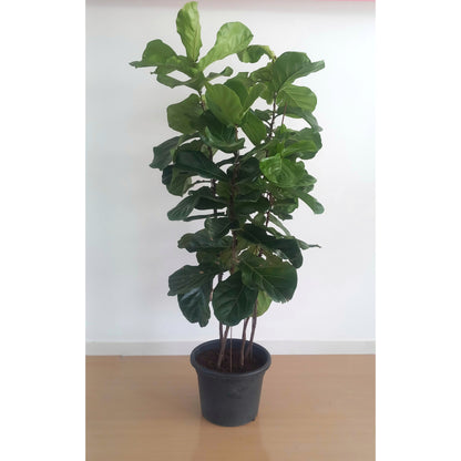 Fiddle leaf fig