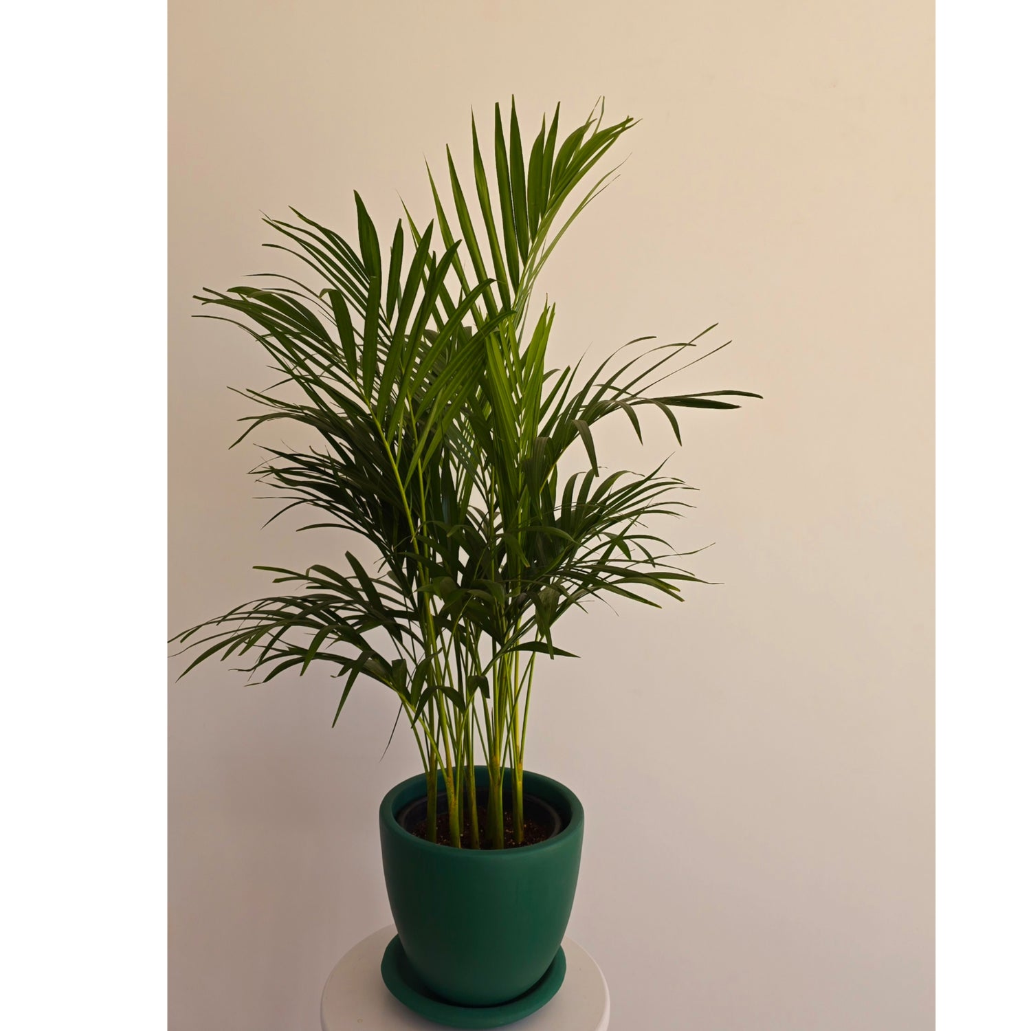 Areca Palm