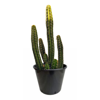 Stenocereus Griseus Cactus Large