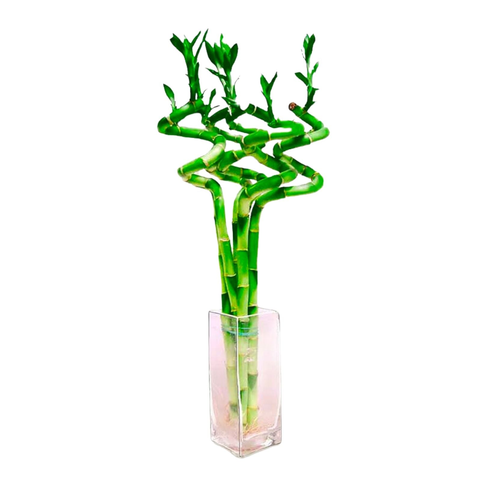 Lucky Bamboo