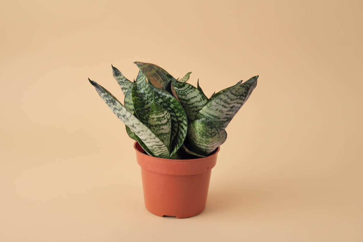 Snake Plant Small - Plantcultcairo