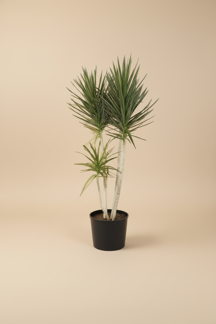 Dracaena marginata - Plantcultcairo