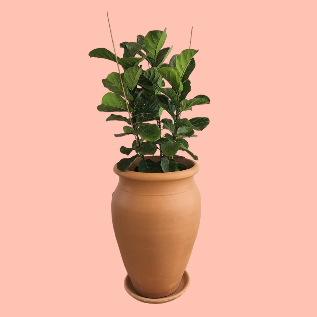 Fiddle leaf fig