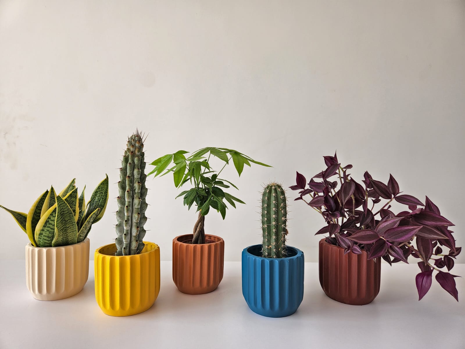 Ribbed Pot – Plantcultcairo