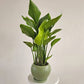 Strelitzia nicolai