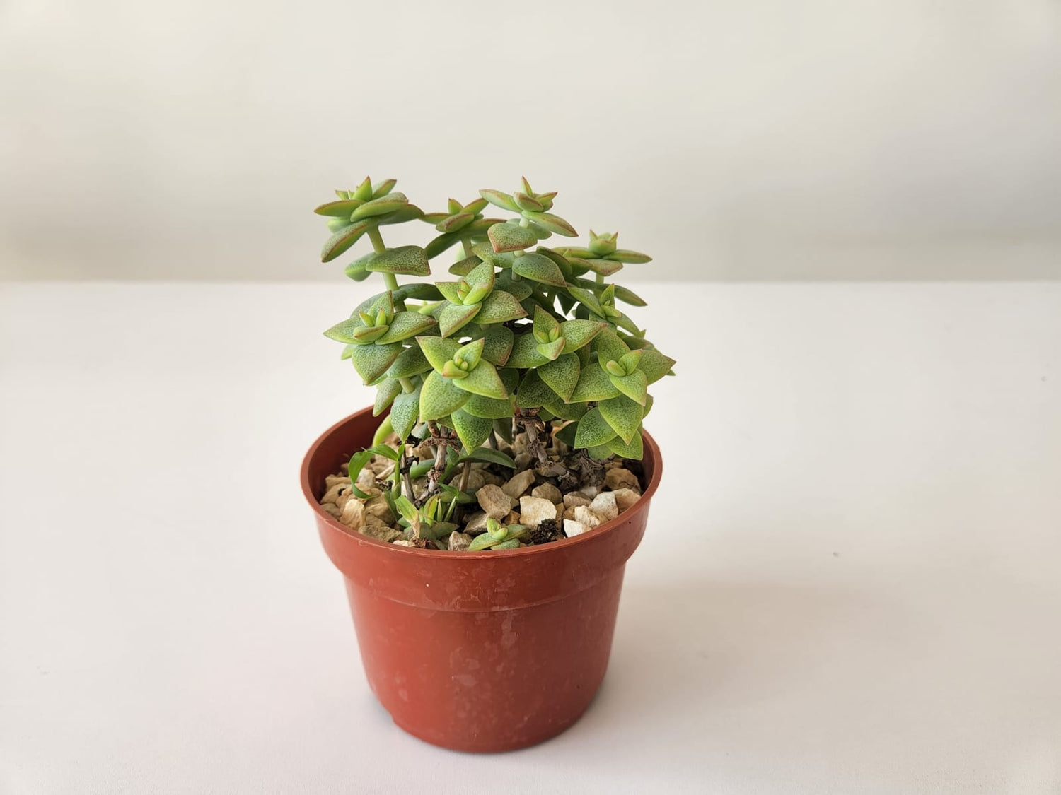 Crassula Perforata