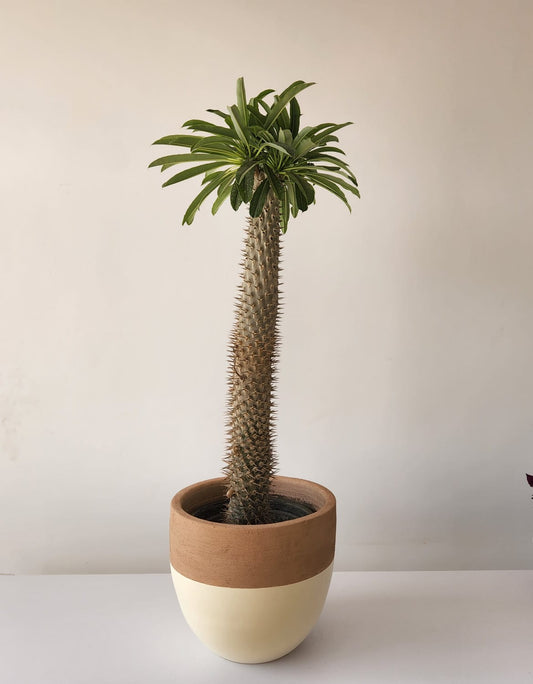 Madagascar Palm - Plantcultcairo