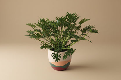 philodendron xanadu tropical plants Philodendron Xanadu | Tropical Indoor Plant