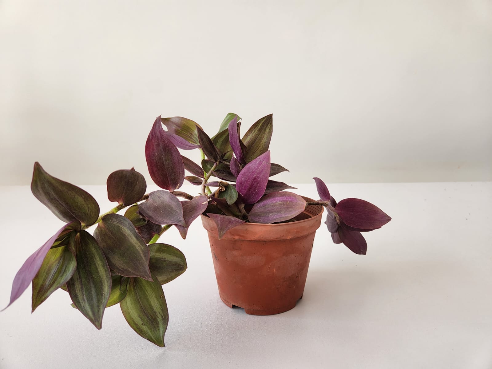 Tradescantia