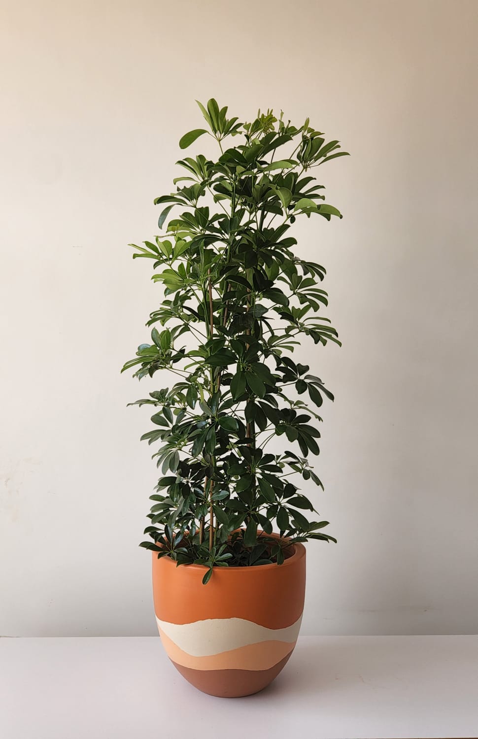 Schefflera