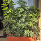 Schefflera
