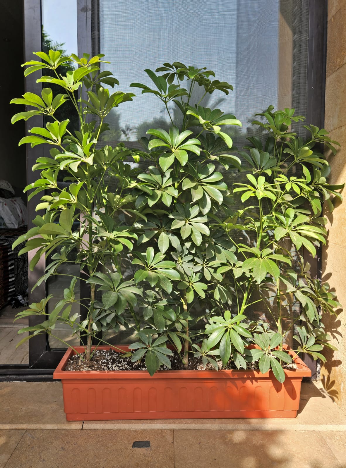 Schefflera