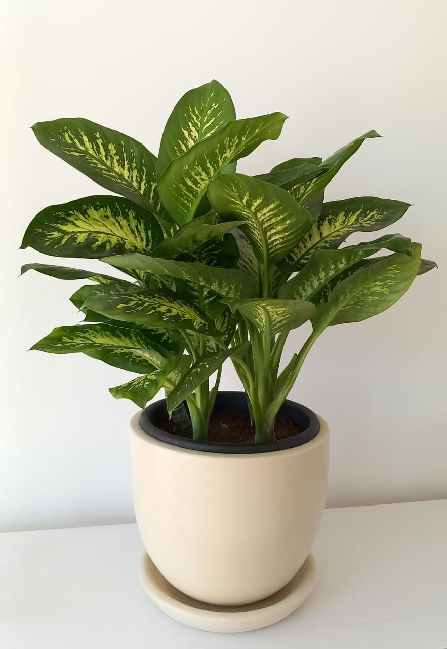 Dieffenbachia Tropic Snow