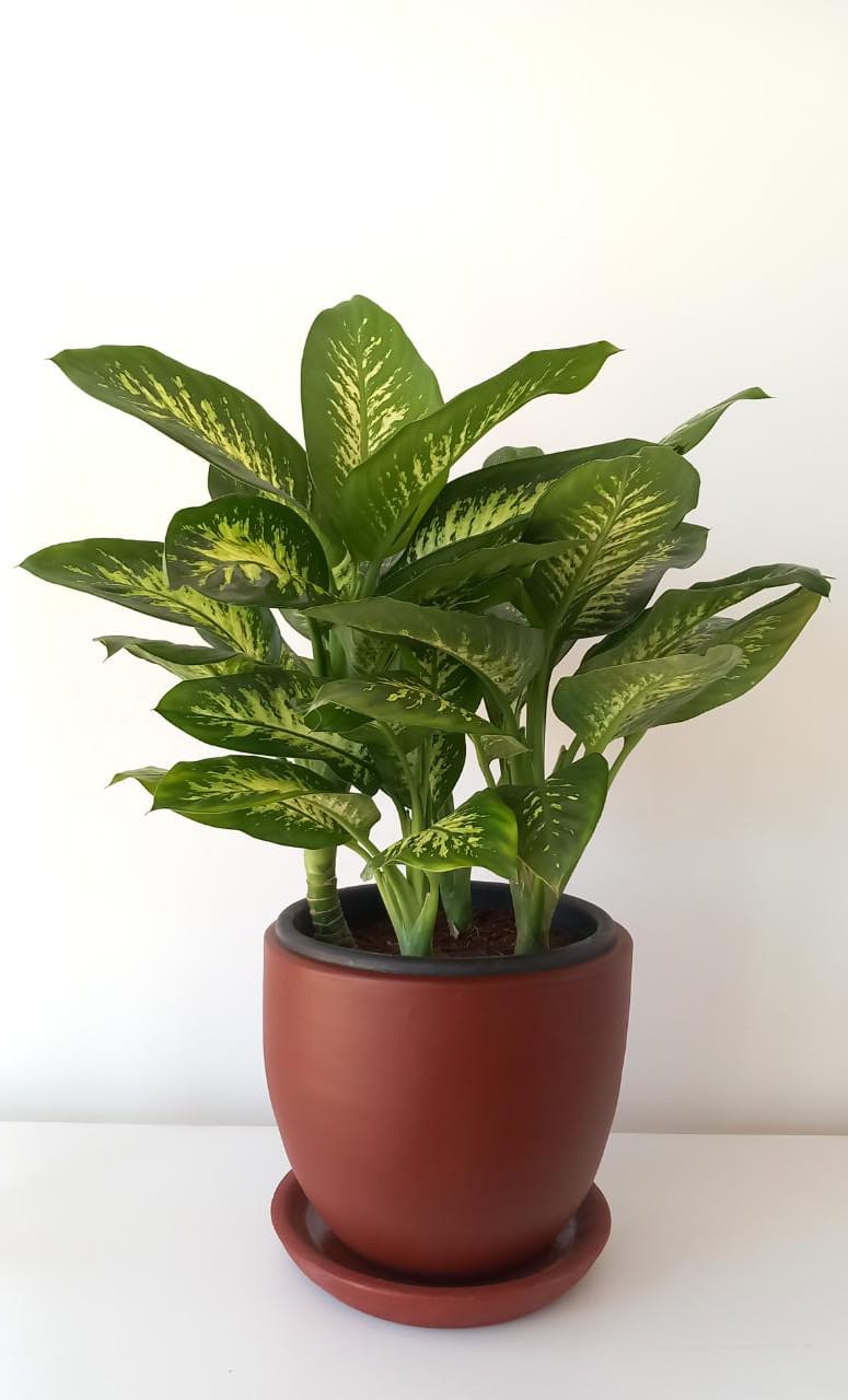 Dieffenbachia Tropic Snow