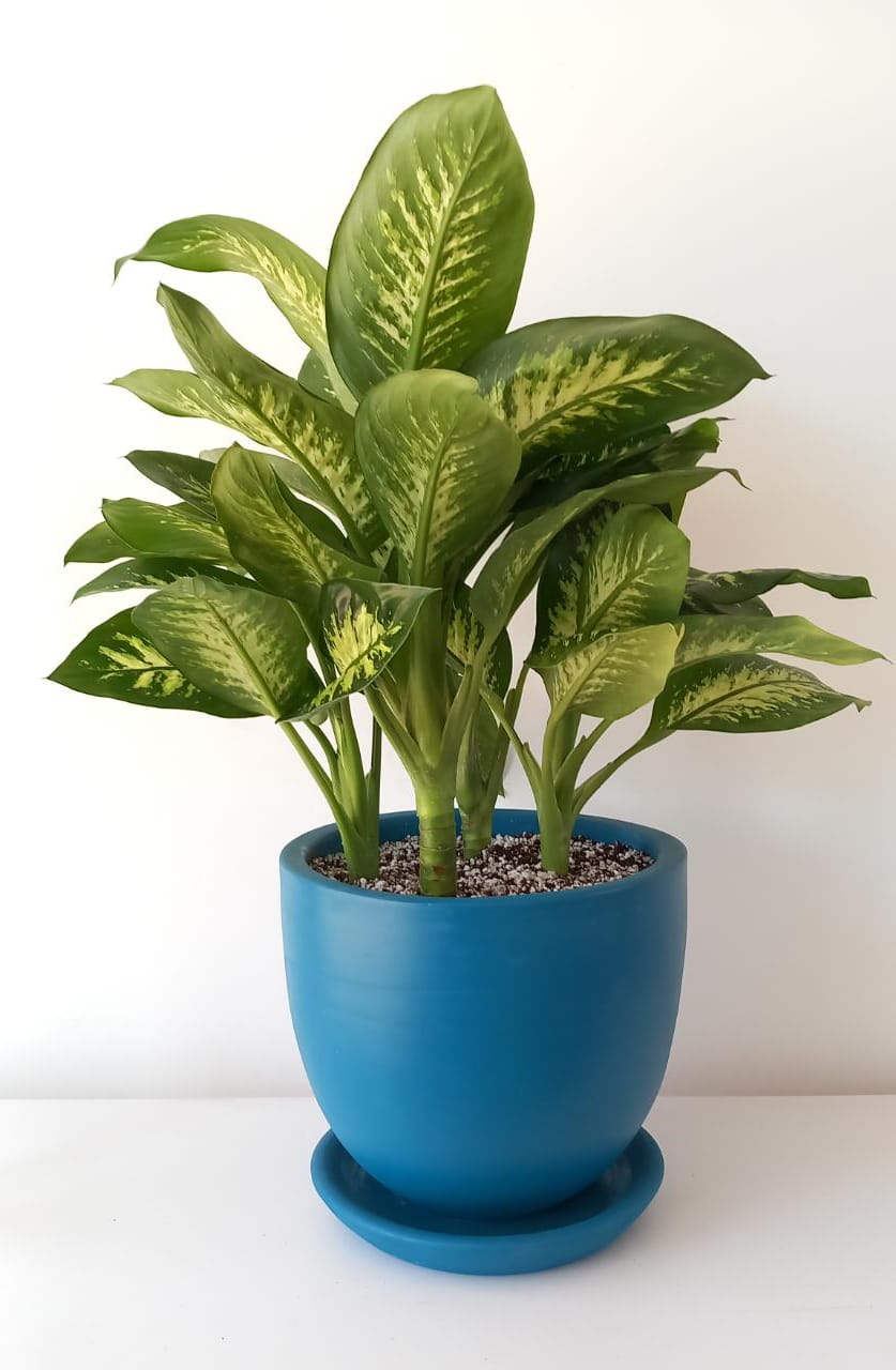 Dieffenbachia Tropic Snow