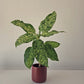 15cm Planters