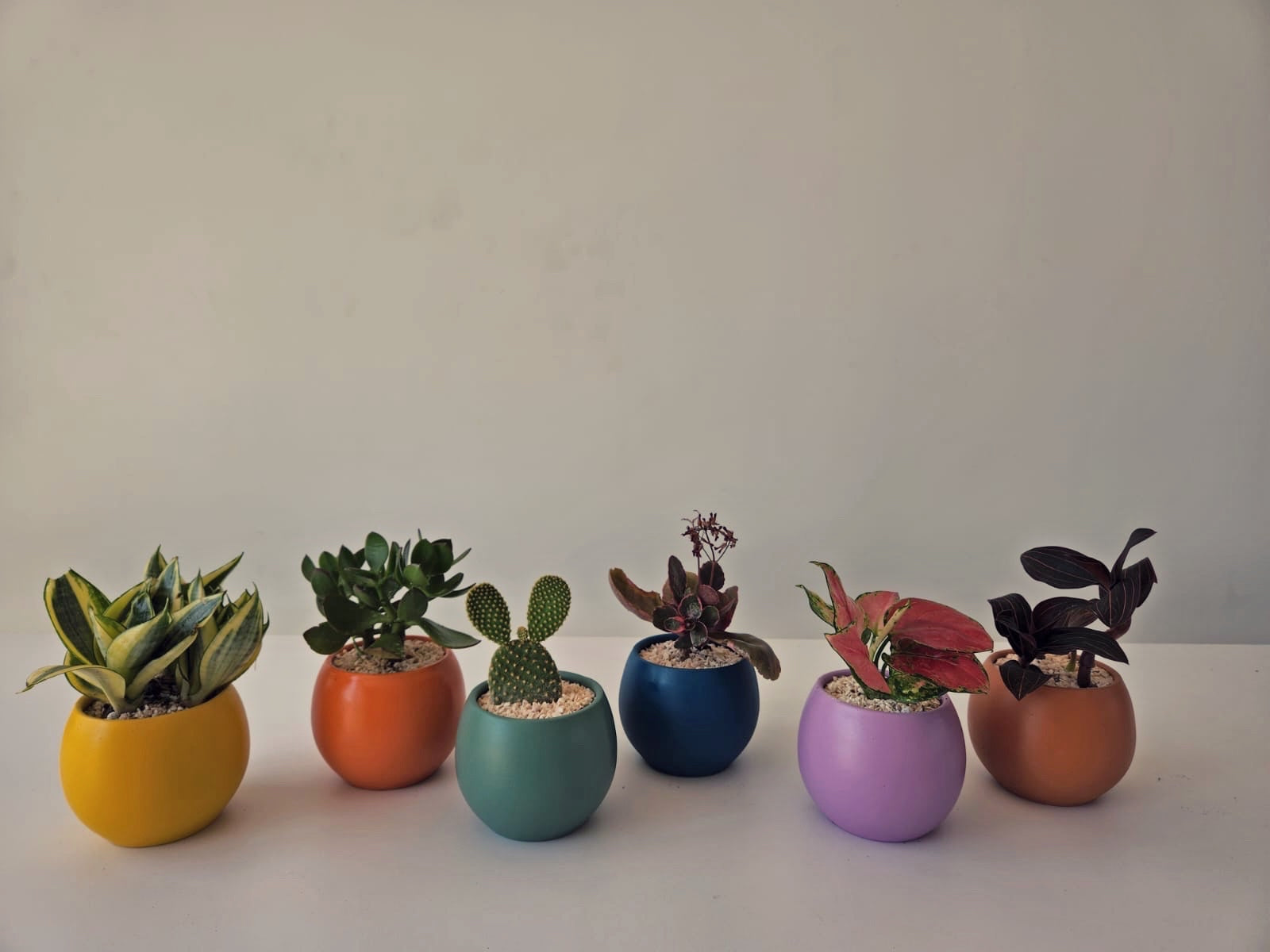 Mini Pot 10cm