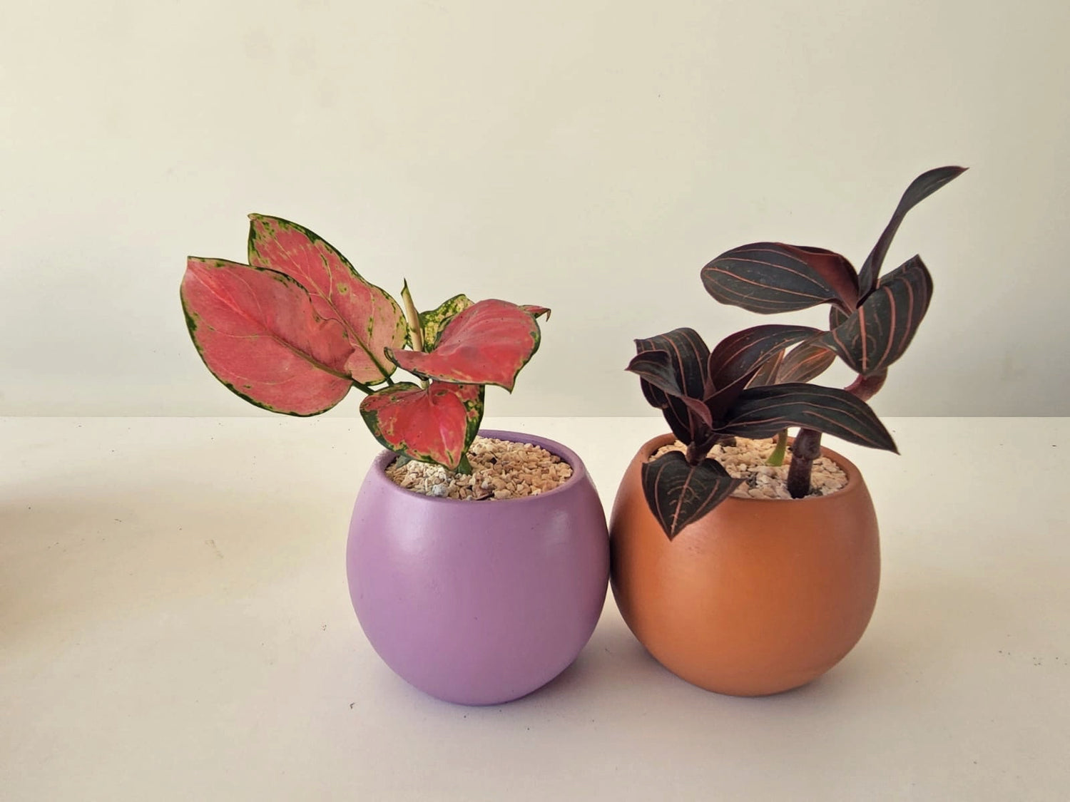 Mini Pot 10cm