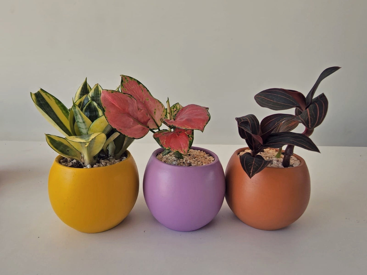 Mini Pot 10cm