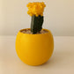 Yellow Moon cactus