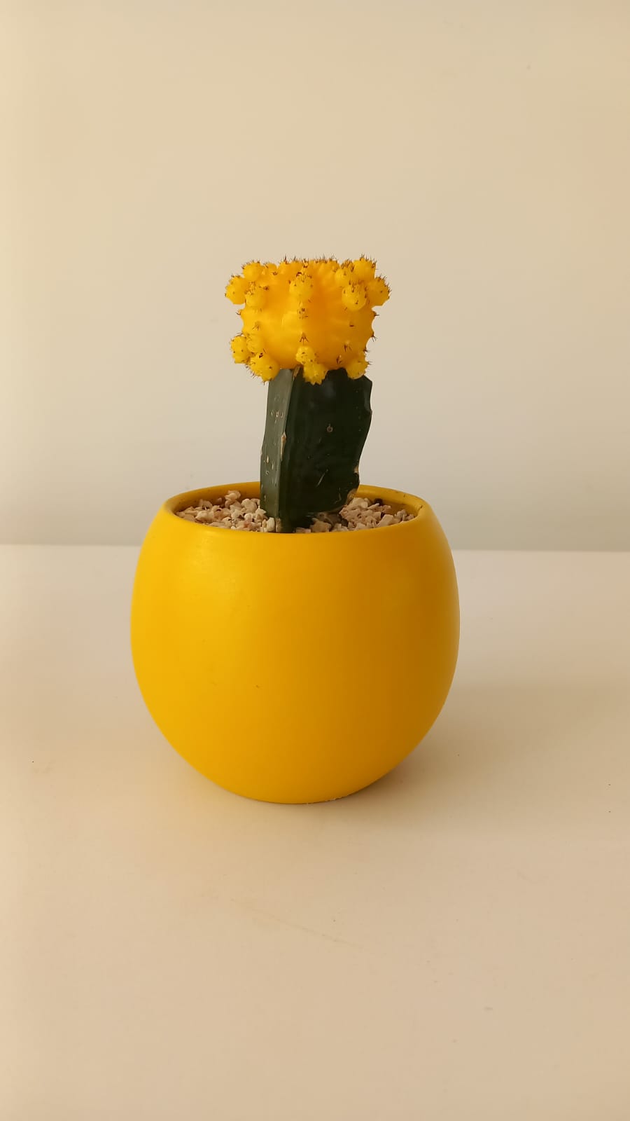 Yellow Moon cactus