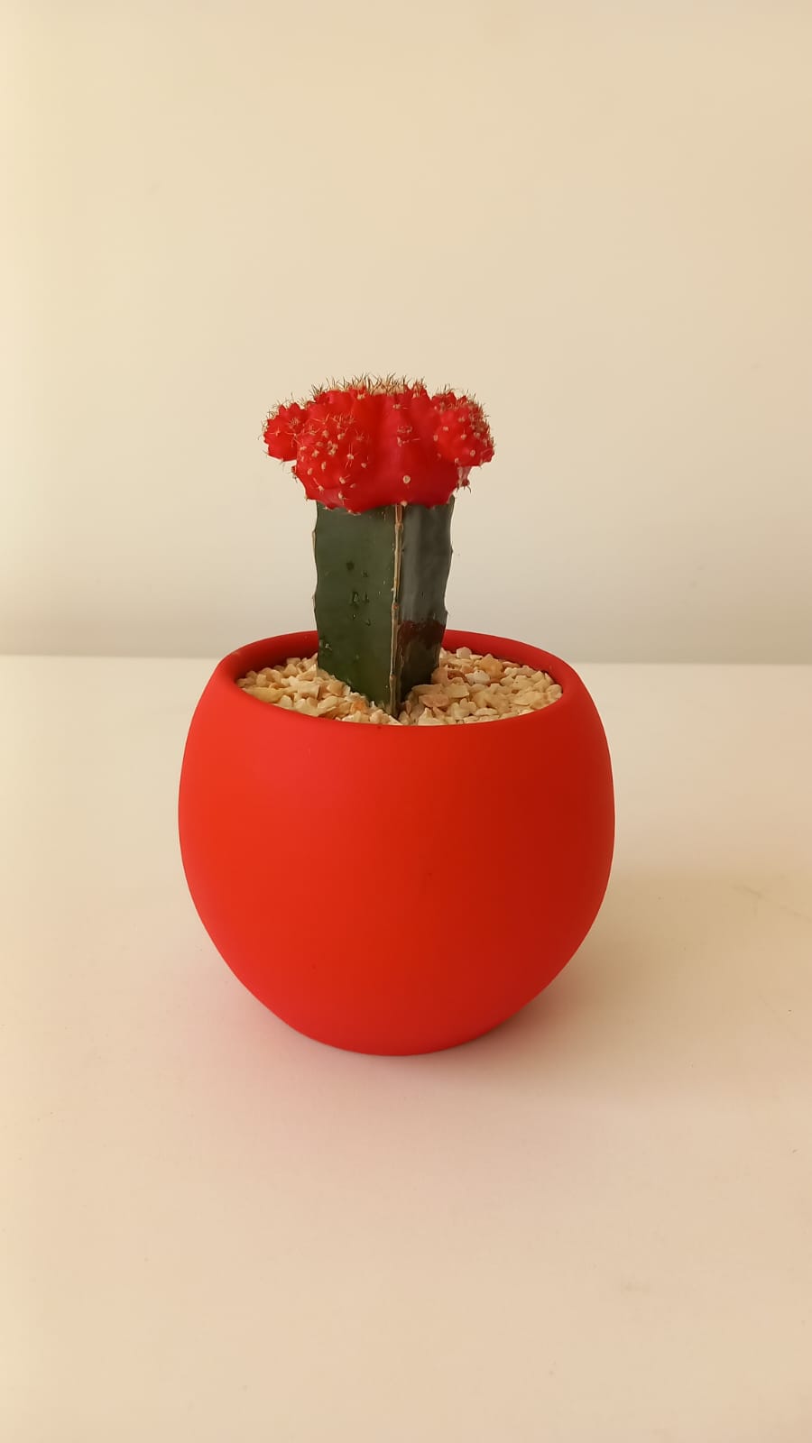 Red Moon cactus