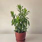 Dracena Jamaica