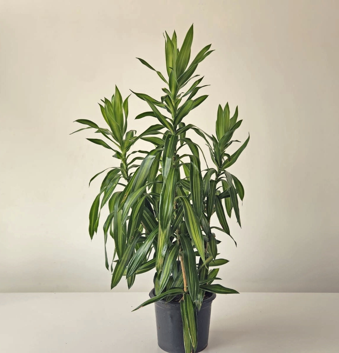 Dracena Jamaica