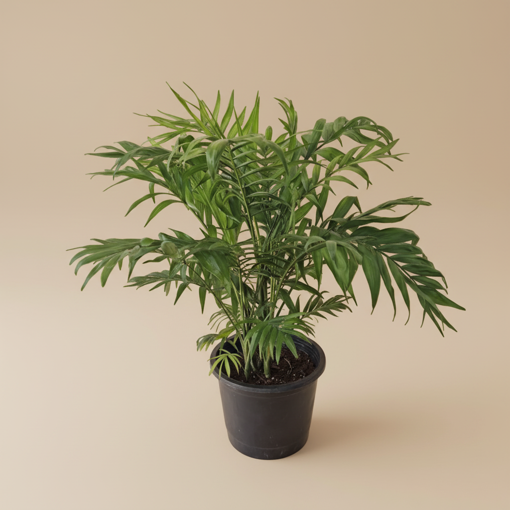 Chamaedorea Palm - Plantcultcairo