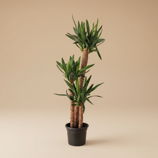 Yucca Elephantipes - Plantcultcairo