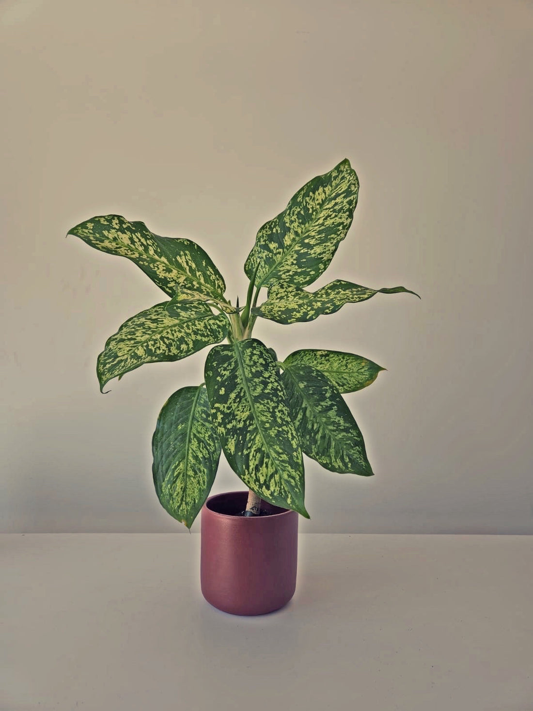 Dieffenbachia Mary