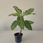 Dieffenbachia Mary