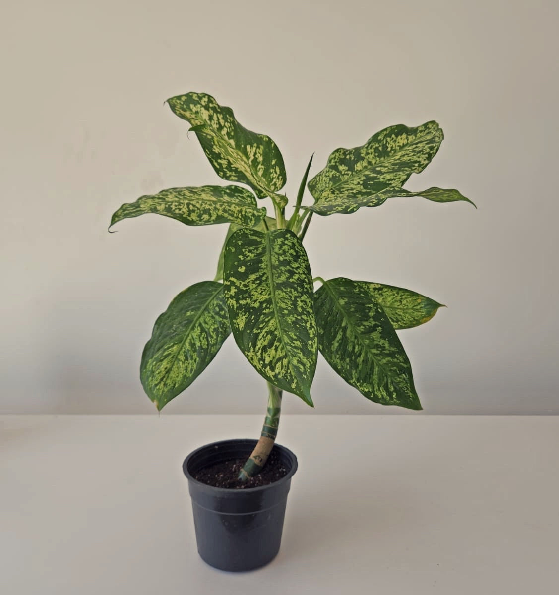 Dieffenbachia Mary