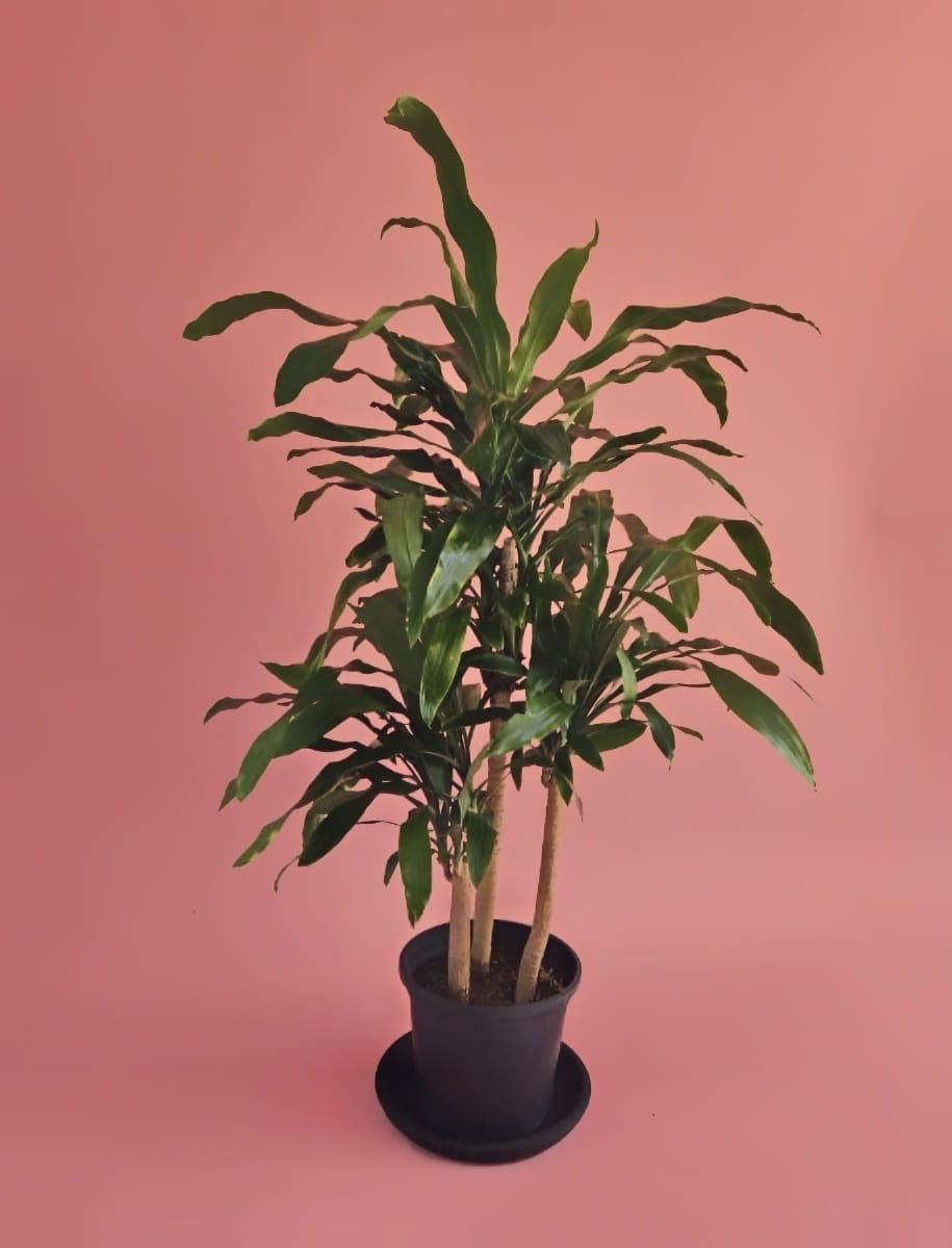 Dracena Corn