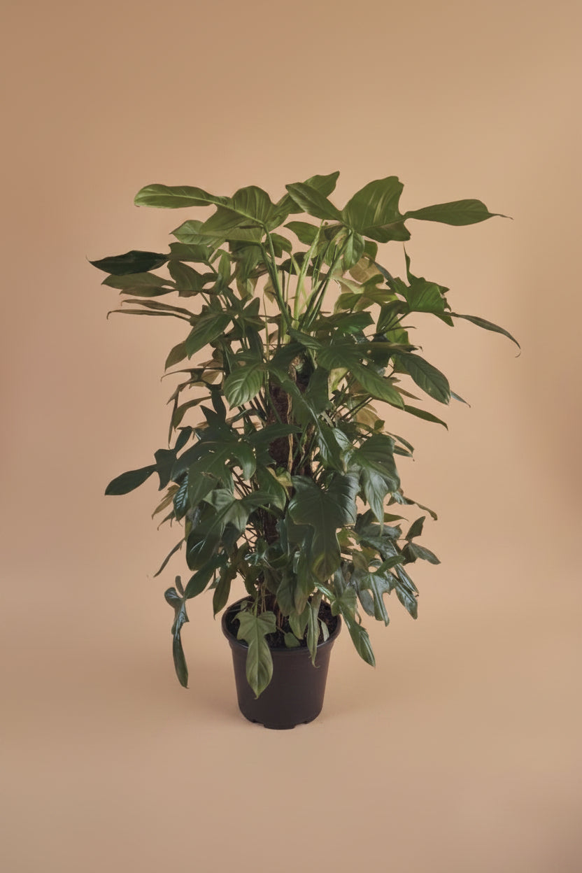 Philodendron Florida - Plantcultcairo