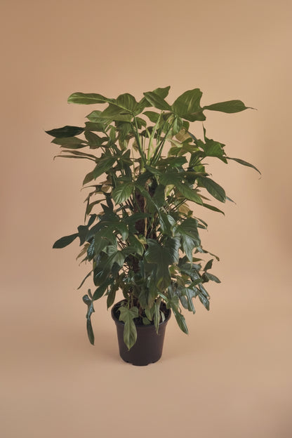 Philodendron Florida - Plantcultcairo