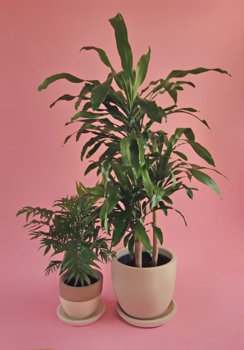 Dracena Corn