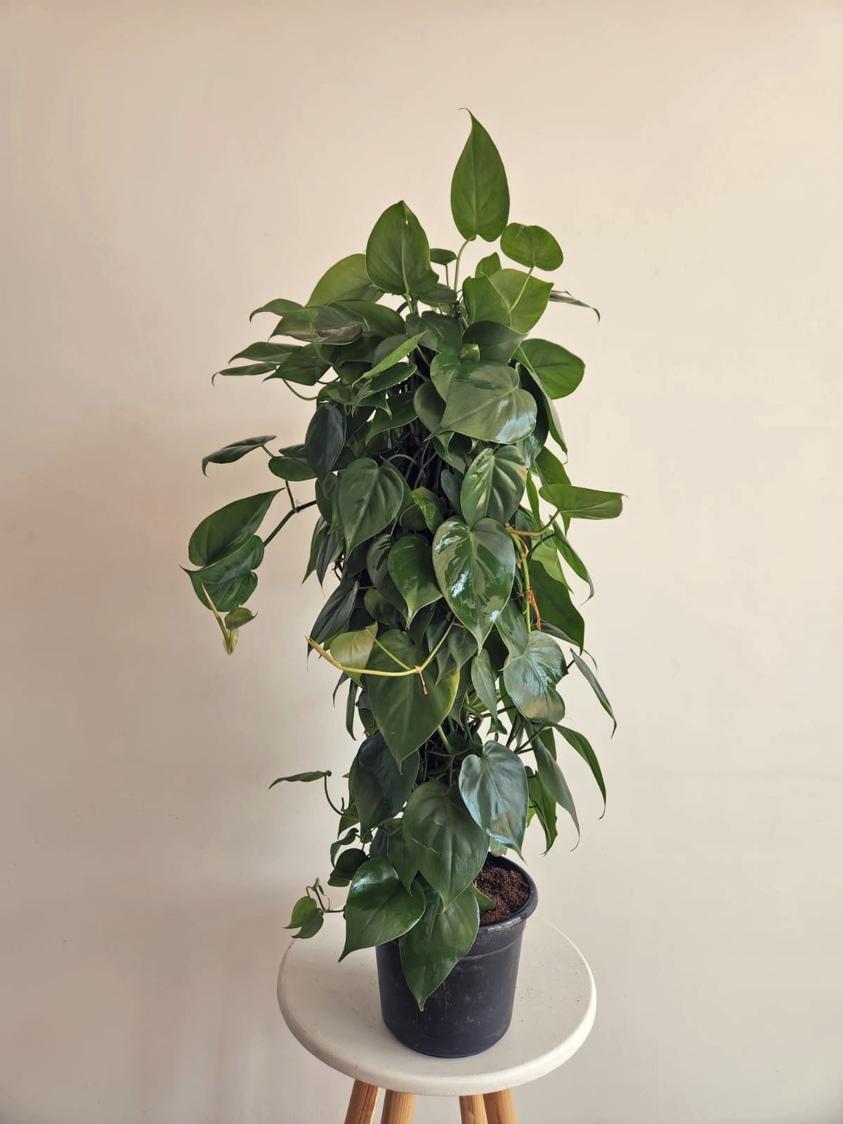 Philodendron Tree