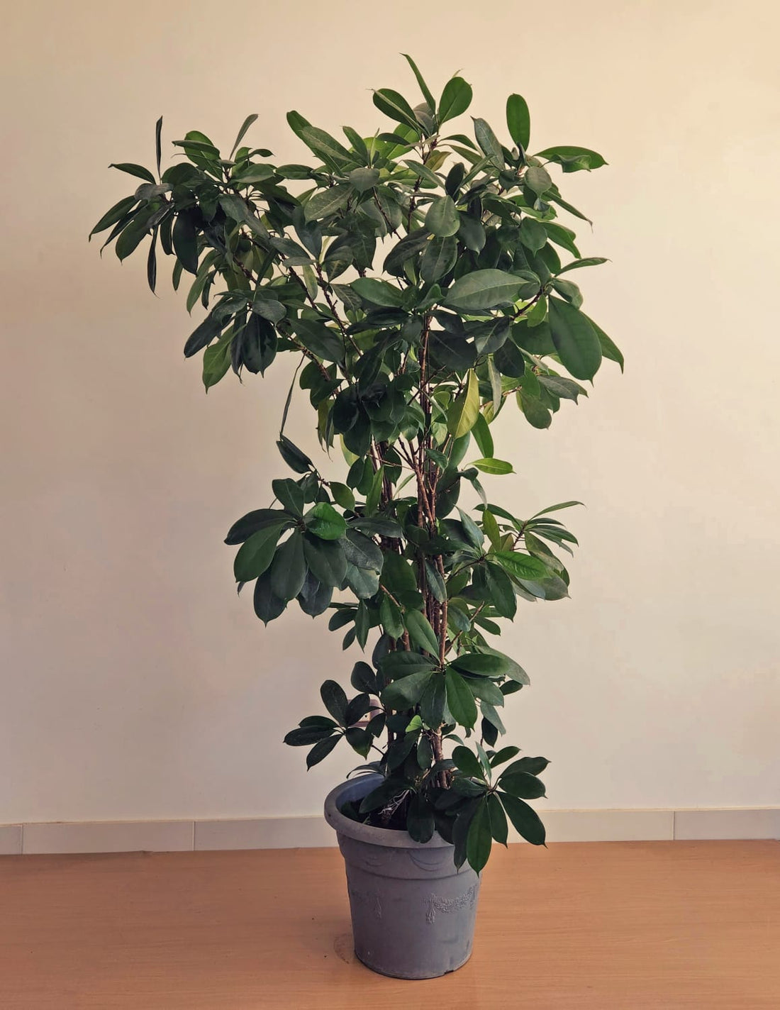 Ficus cyathistipula