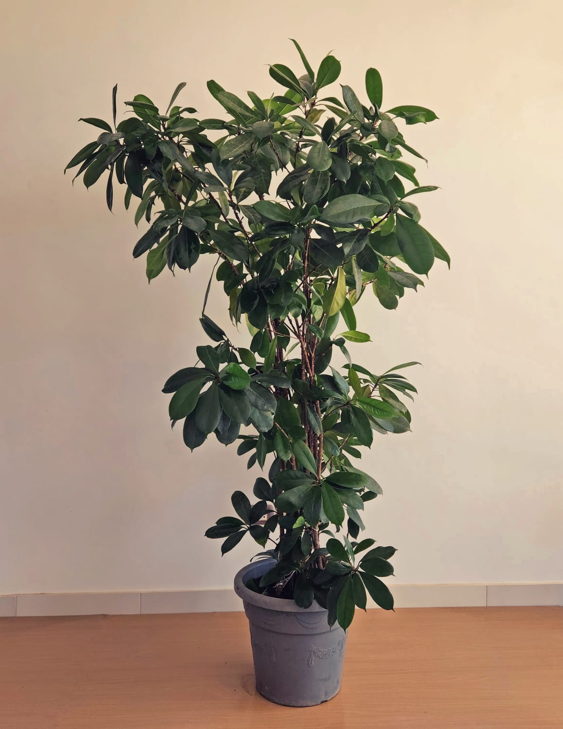 Ficus cyathistipula